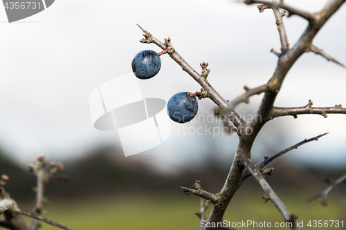 Image of Blackthorn berries close up