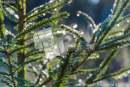 Image of Spruce twigs with glittering dew drops