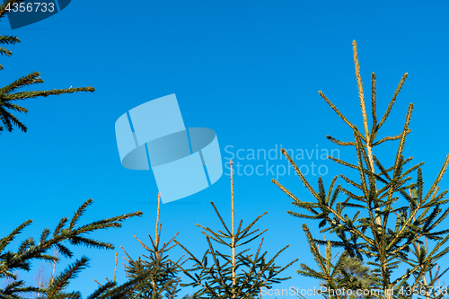 Image of Tops of growing young spruce trees