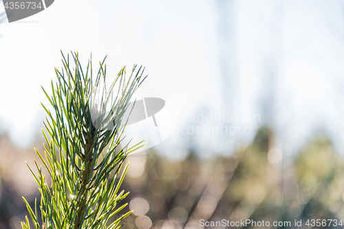 Image of Bright pine tree twig