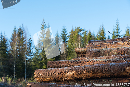 Image of Pulpwood woodpile in a forest