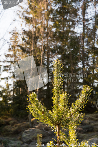 Image of Sunlit young pine tree top