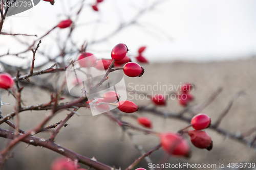 Image of Ripe rosehips close up