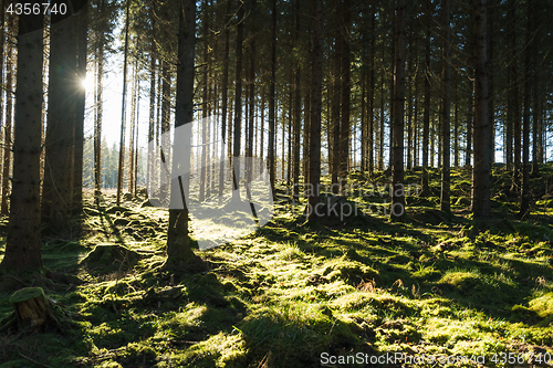 Image of Backlit mossy forest