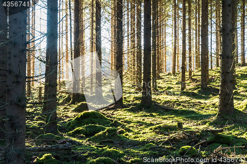 Image of Bright mossy forest