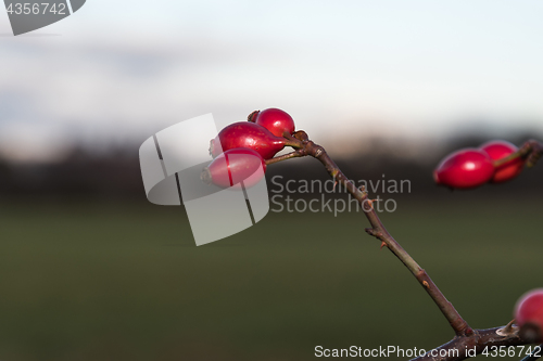 Image of Red ripe rosehips