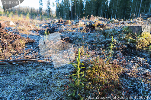 Image of Reforestation with spruce seedlings