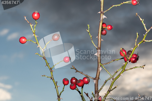 Image of Ripe rosehips on twigs