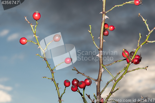 Image of Ripe rosehips on twigs