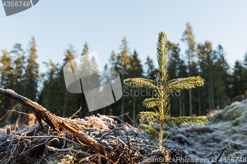 Image of Newly planted spruce seedling