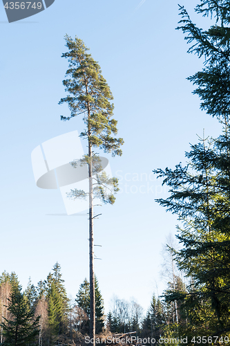 Image of Single tall pine tree