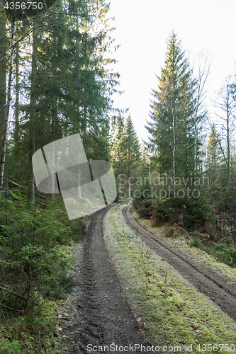 Image of Mossy country road in a forest