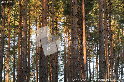 Image of Pine tree trunks pattern