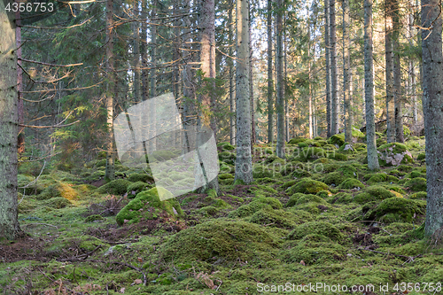 Image of Green mossy coniferous forest