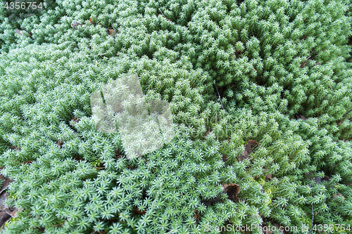 Image of Frozen moss background