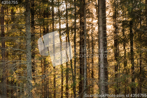 Image of Coniferous forest with orange sunshine