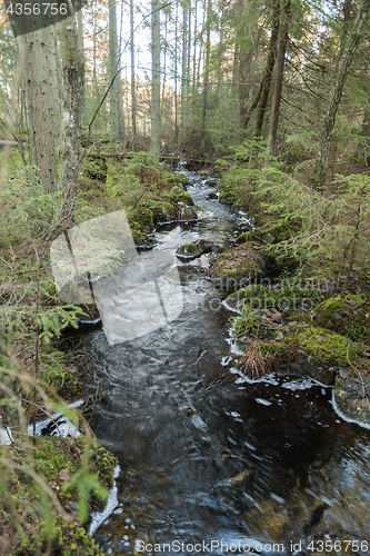 Image of Streamimg water in an unspoiled forest