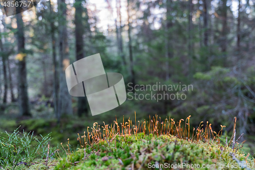 Image of Moss seeds closeup