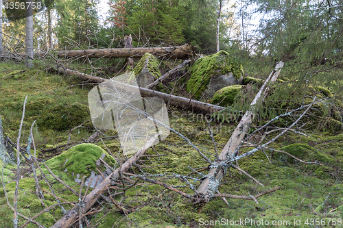 Image of Old untouched forest