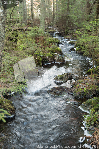 Image of Unspoiled forest with a small creek