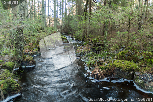 Image of Streaming water in an untouched forest