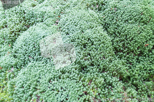 Image of Green moss closeup background