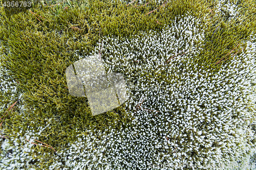 Image of Moss background in green and white