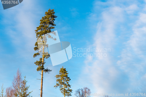 Image of Tall pine trees by a blue sky