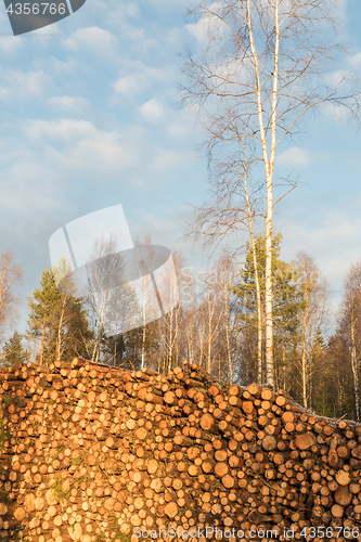 Image of Sunlit pulpwoodpile in a forest