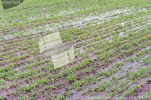 Image of Flooded grain field