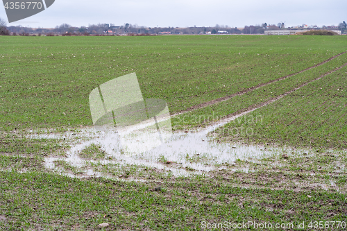 Image of Wet grain field