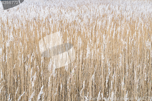 Image of Dry reeds background