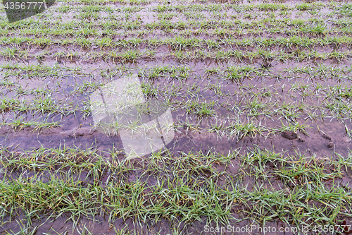 Image of Farmers wet green grain field