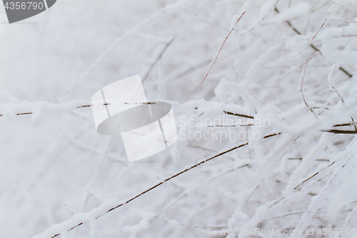 Image of Branches in snow