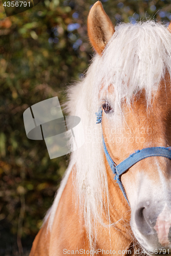 Image of Portrait of a brown horse