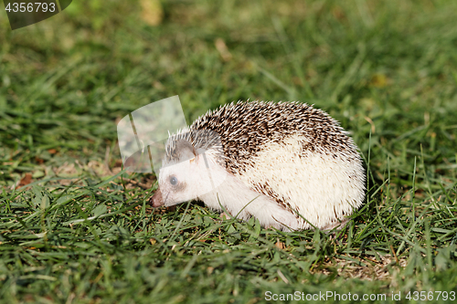 Image of  African white- bellied hedgehog 