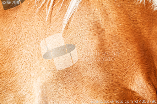 Image of Brown horse fur background