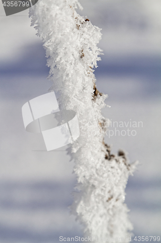 Image of Branches in snow