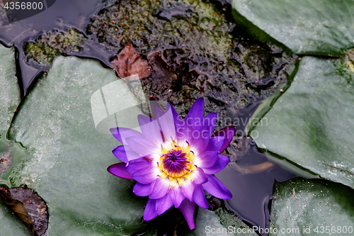 Image of Lotus flower on the water