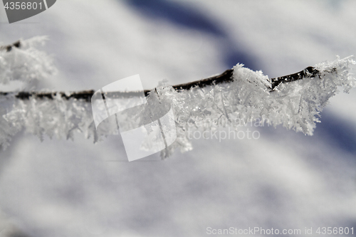 Image of Branches in snow