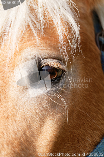 Image of Portrait of a brown horse