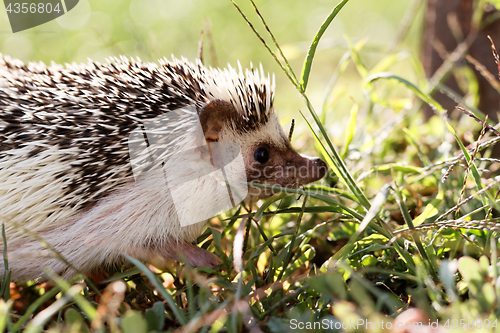 Image of  African white- bellied hedgehog 