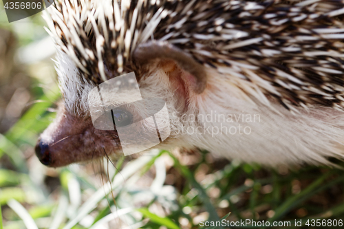 Image of  African white- bellied hedgehog 