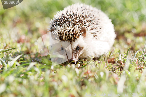 Image of  African white- bellied hedgehog 