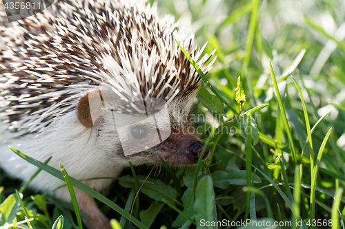 Image of  African white- bellied hedgehog 