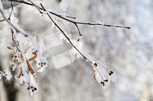 Image of Branches in snow