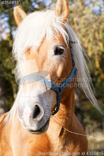 Image of Portrait of a brown horse