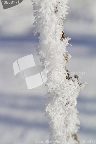 Image of Branches in snow