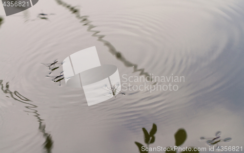 Image of Gerridae on the water surface