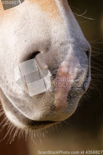 Image of Portrait of a brown horse